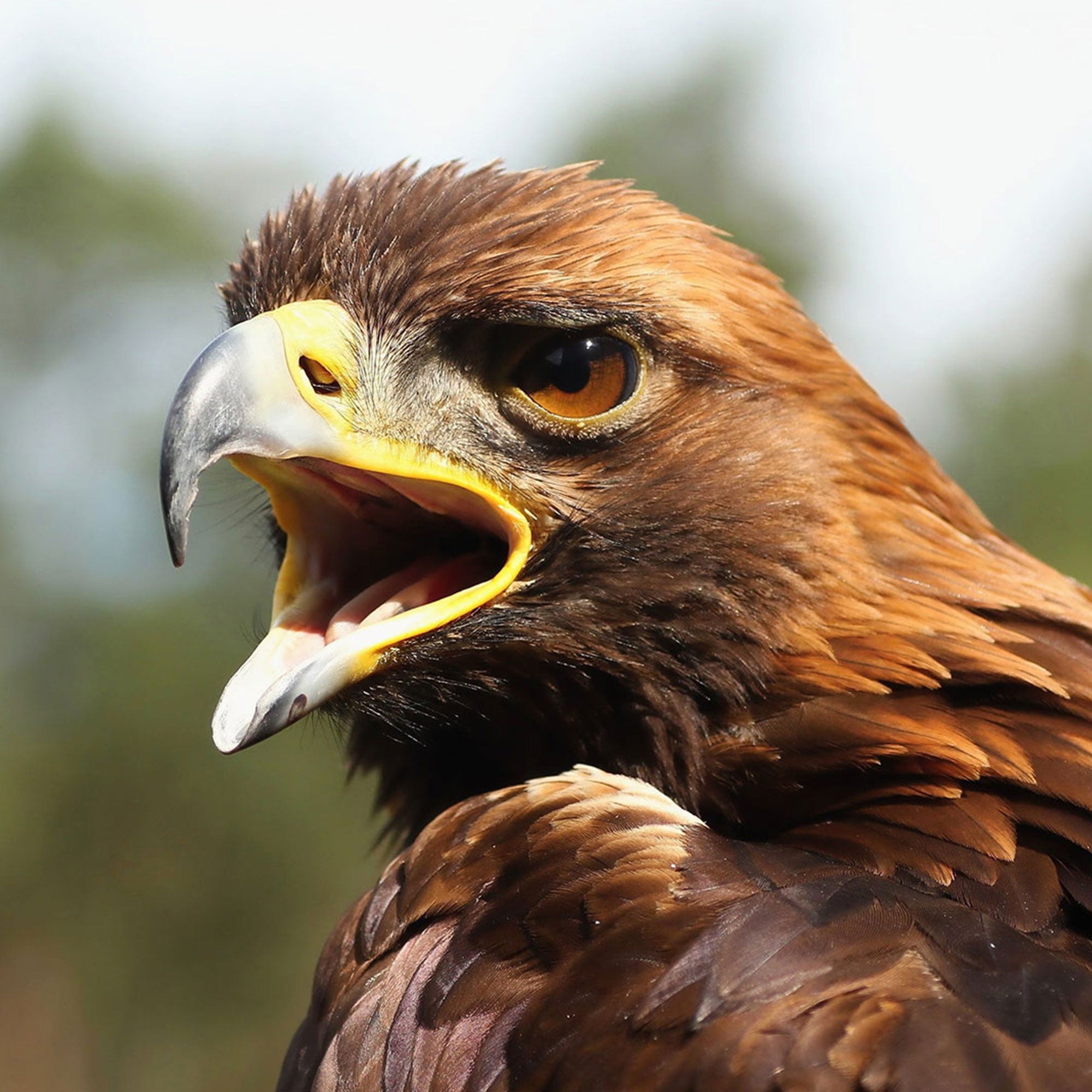 SKYBREAKER CHRONOGRAPH STEPPE EAGLE