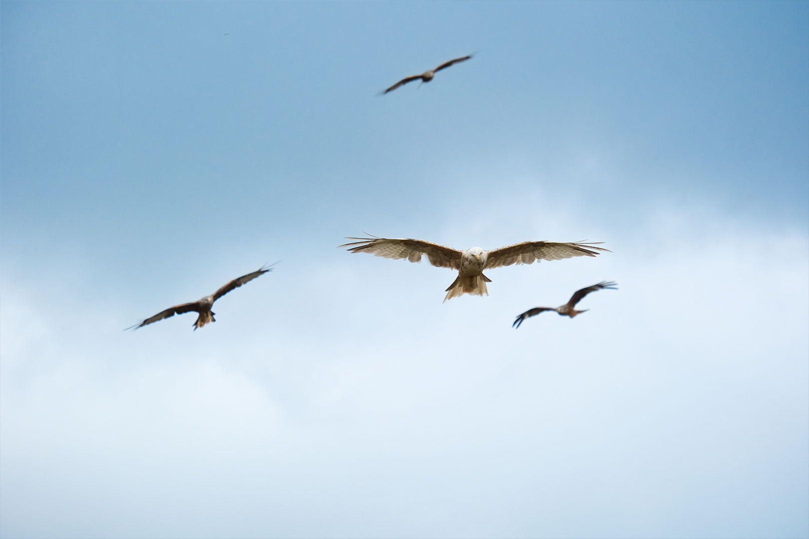 An Unforgettable Day with Red Kites at Gigrin Farm