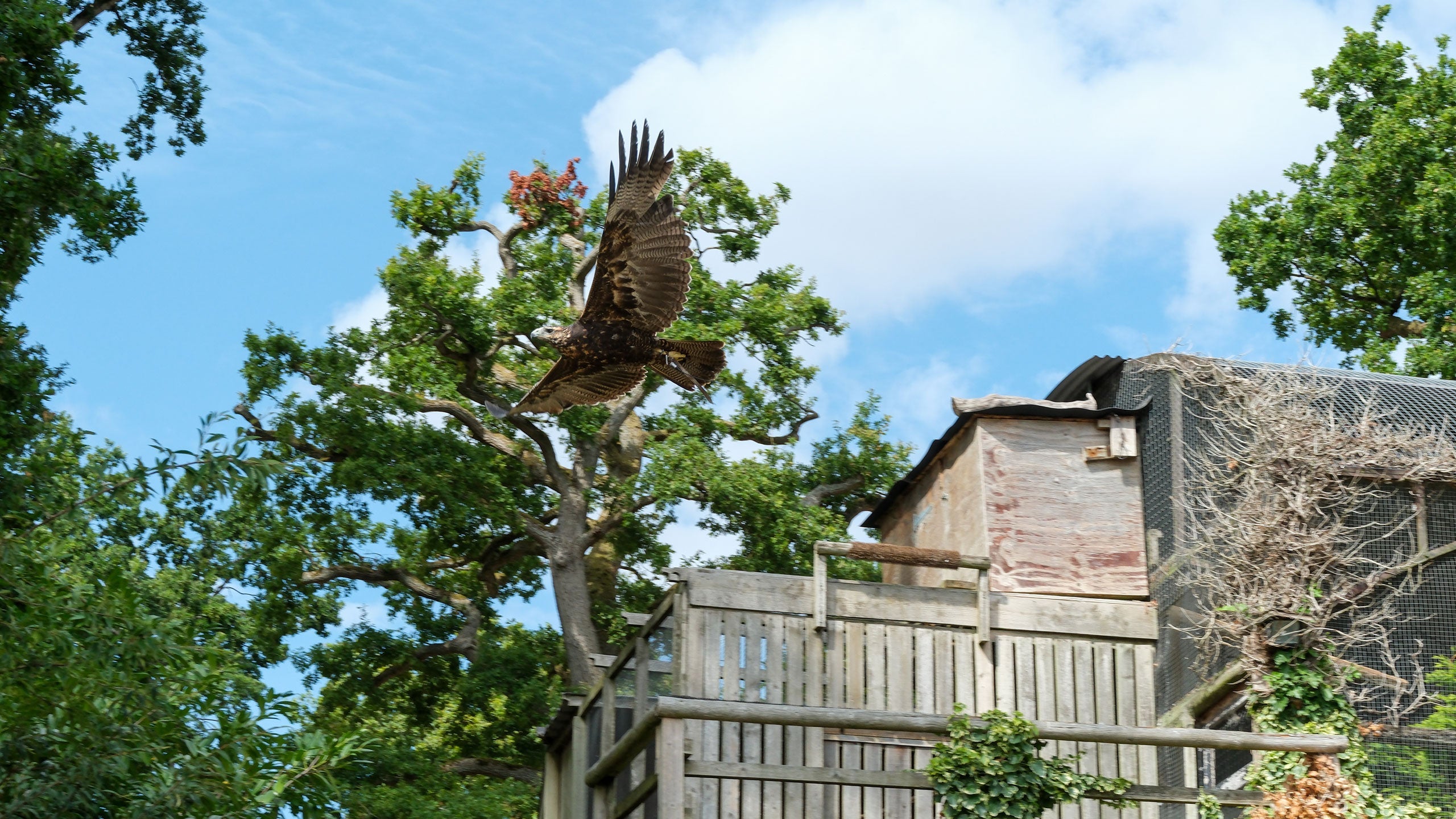 A Day Out at the Cotswold Falconry Centre