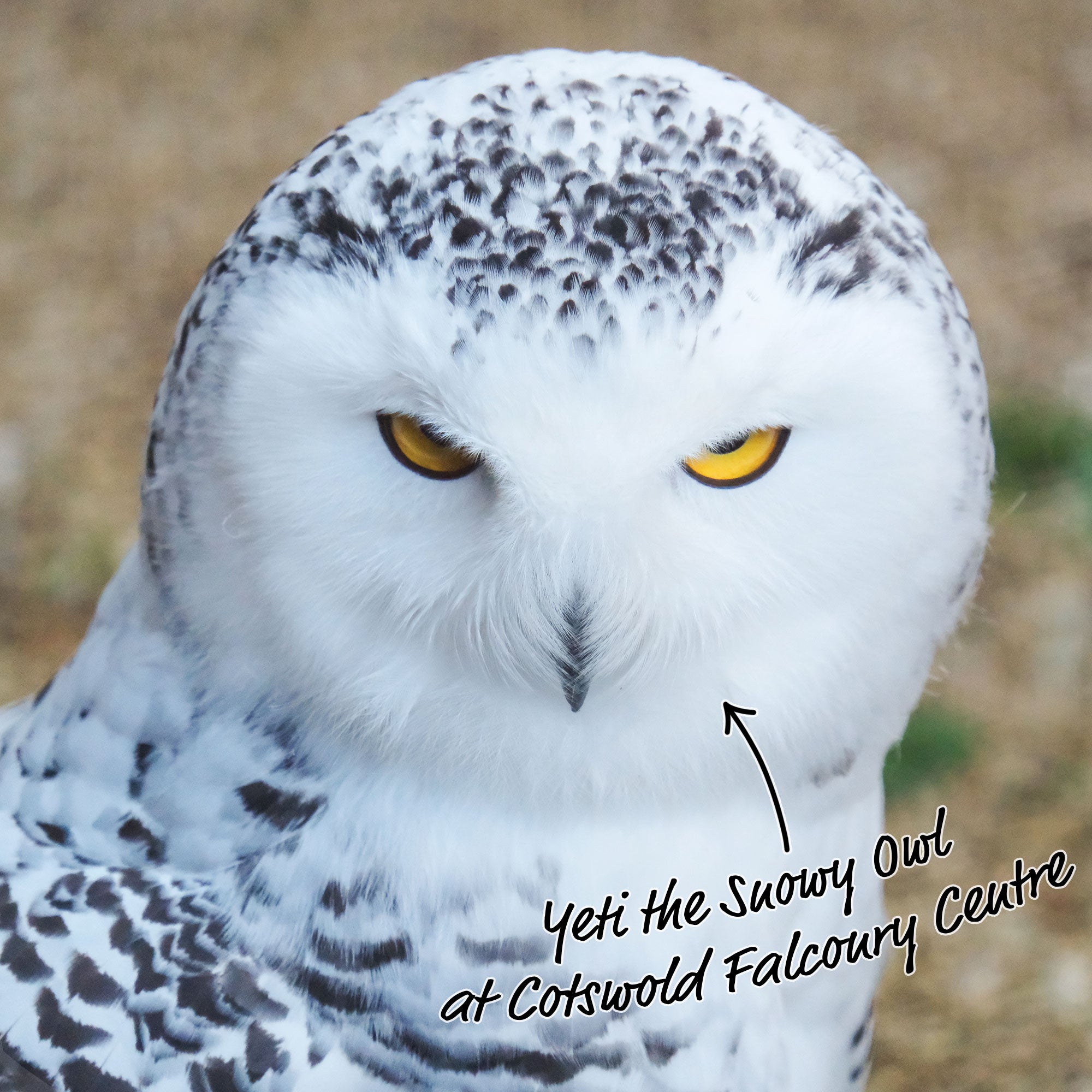 PROSPERITY GMT SNOWY OWL