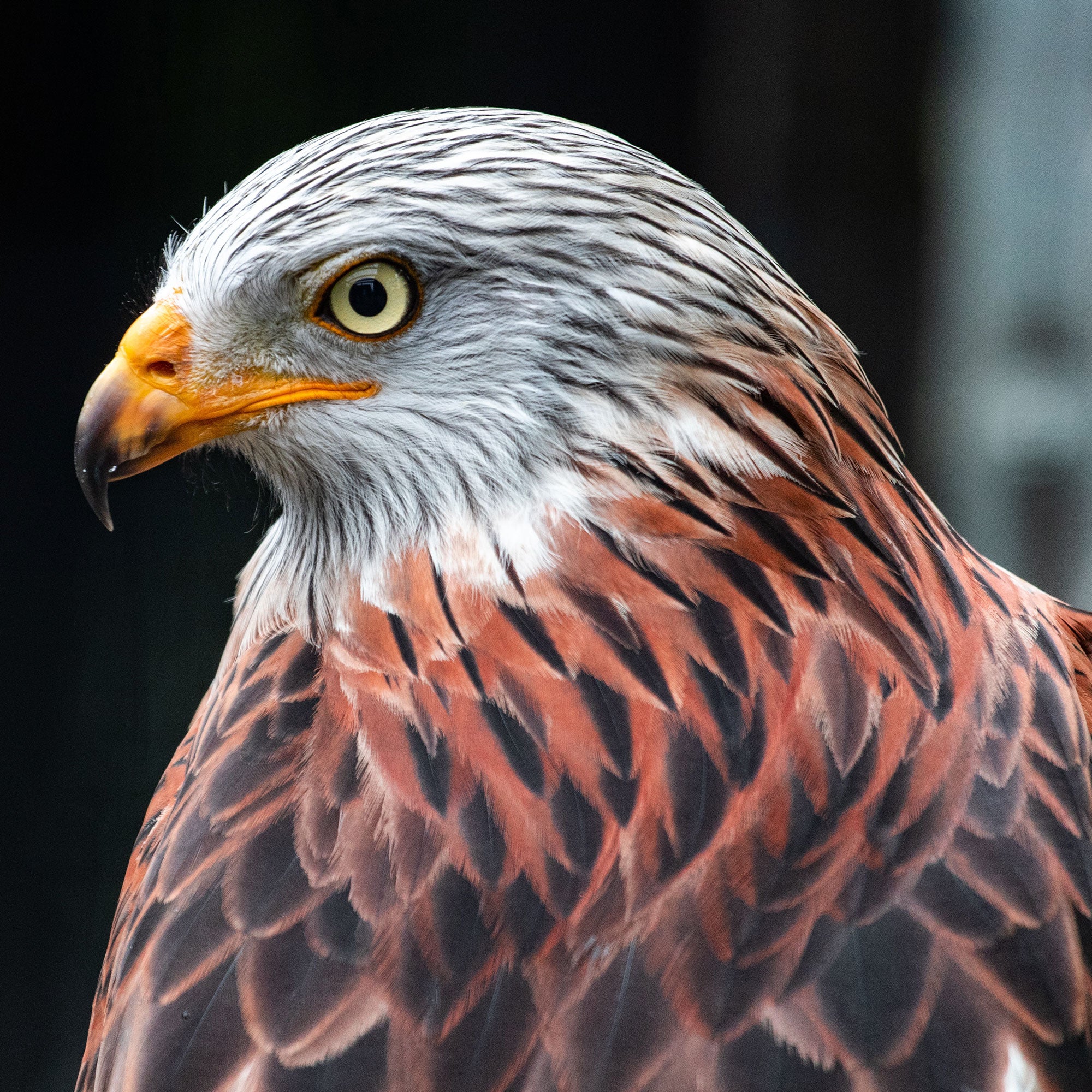 PROSPERITY GMT RED KITE